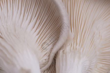 真菌吠声纹理新鲜的平菇背景