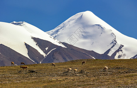 小藏羚羊可可西里野生动物背景