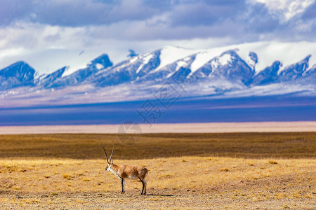 故乡的原风景青海可可西里无人区藏羚羊背景