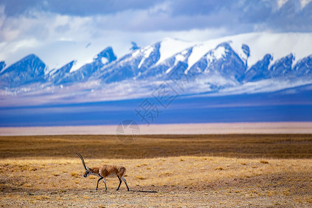 小藏羚羊可可西里野生动物背景
