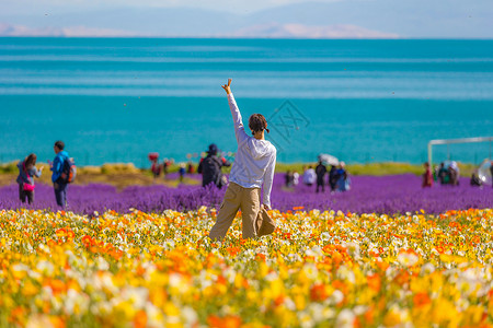 青海湖花海片花素材高清图片