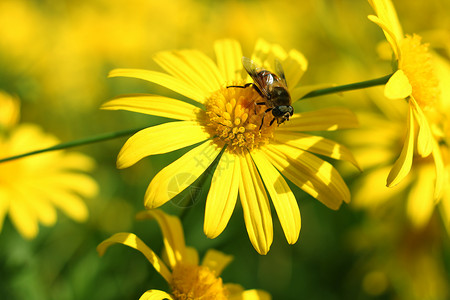 勤劳小蜜蜂正在采蜜的小蜜蜂背景