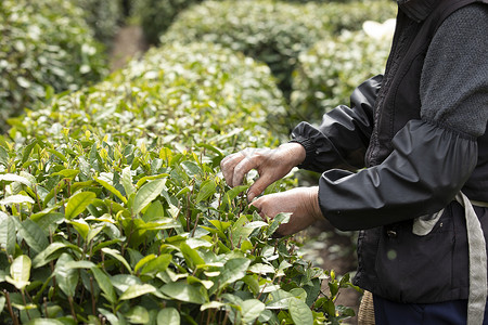 茶叶树叶茶田里的采茶工人特写背景