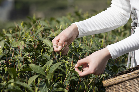 茶叶树叶茶园里的美女采茶特写背景