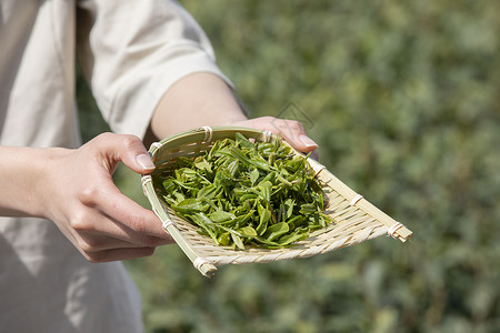 茶园里的采茶姑娘手捧新茶特写图片