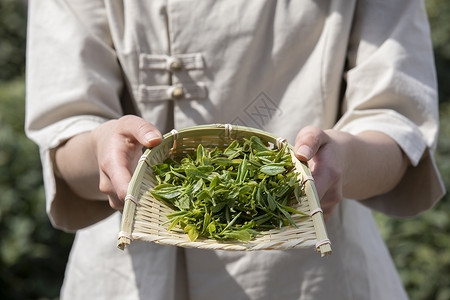 茶园姑娘手捧新茶手部特写高清图片