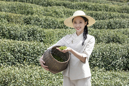 茶桶茶田里的美女采摘新茶背景