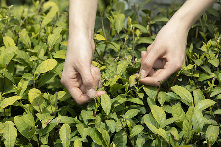 茶园里的姑娘采摘新茶特写图片