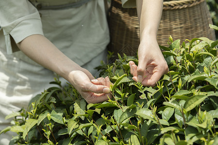 茶叶树叶茶园里的姑娘采摘新茶特写背景