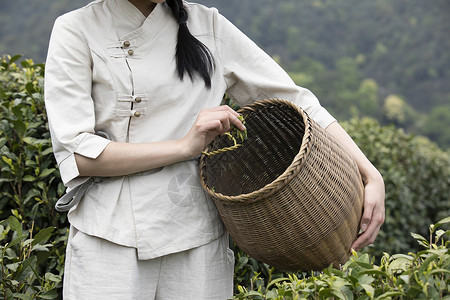 茶园里的姑娘采摘新茶特写图片