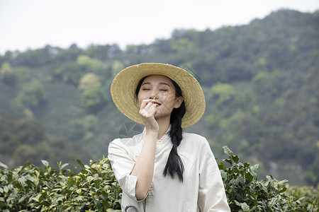 茶田里的美女采摘新茶图片