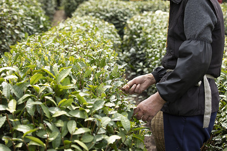 茶田里的采茶农民特写图片