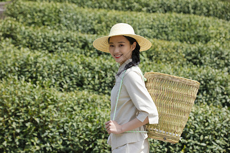 茶园姑娘背着竹篓去采茶背景图片