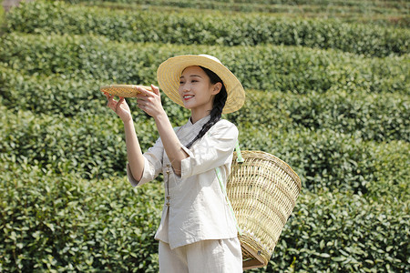 茶园姑娘背着竹篓去采茶背景图片