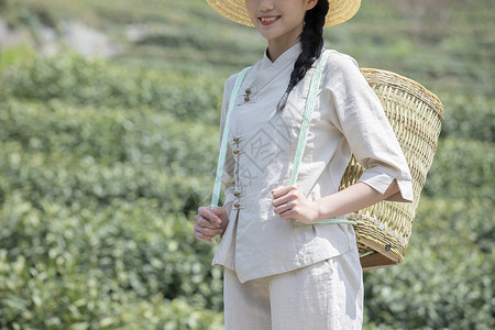 茶园姑娘背着竹篓采茶特写图片