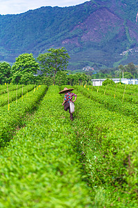 春天茶园里忙碌的茶农图片