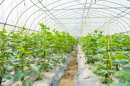 绿色蔬菜瓜果手绘黄瓜种植大棚背景