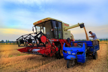 麦子丰收收割联合收割机高清图片