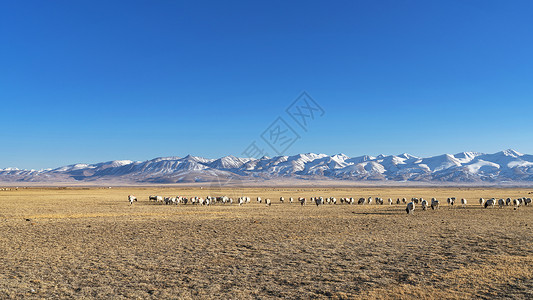 新疆牧民游牧羊群图片