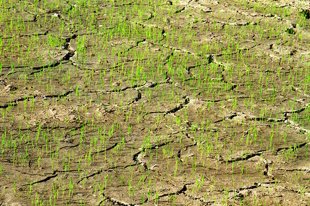 干裂的土地干裂的稻田背景