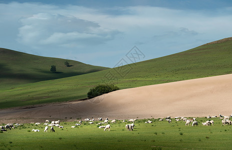 牛群羊群坝上春天草地牛羊背景