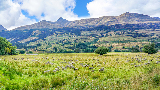 新西兰高山下的羊群背景图片