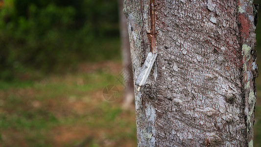 东南亚的鸟切割中的橡胶树背景