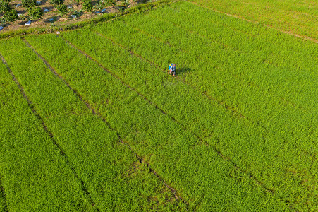 会仙湿地正在水稻田里喷洒农药的农民背景