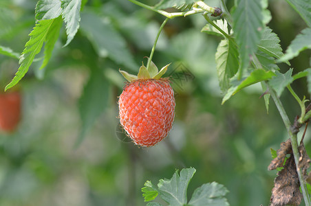 草莓覆盆子采摘掌叶覆盆子背景