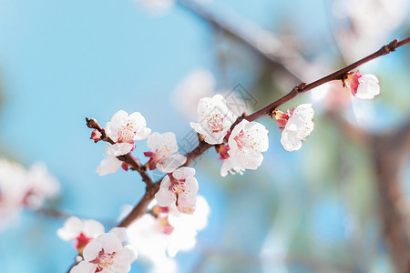 杏花节春天的杏花背景