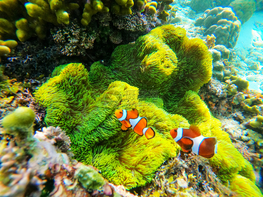 海中小丑鱼尼莫图片