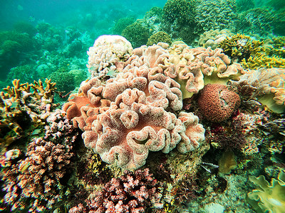 海底世界海底五颜六色的珊瑚礁图片