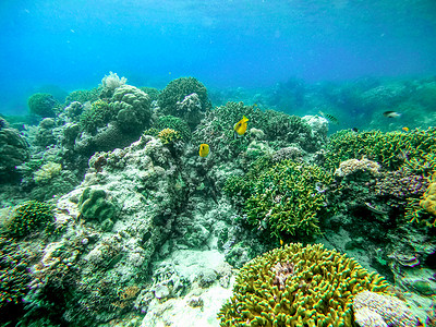 保护海洋素材海底绿珊瑚礁群背景