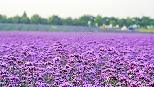 六月花朵夏日紫色花海背景