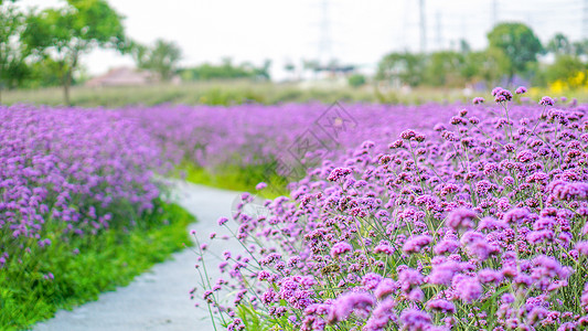 夏季花草夏日紫色花海小径背景