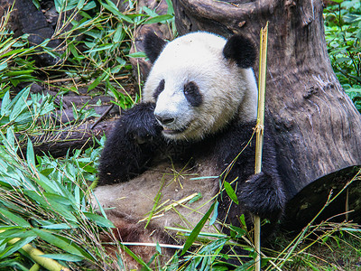正在进食的大熊猫背景图片