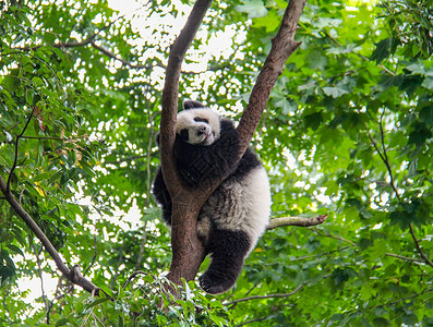 酣睡的国宝大熊猫背景图片