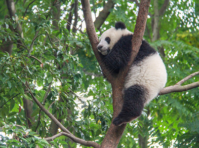 酣睡的国宝大熊猫高清图片