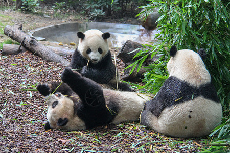 保护森林生态玩耍中的大熊猫背景