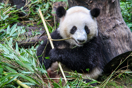 正在进食的大熊猫背景图片