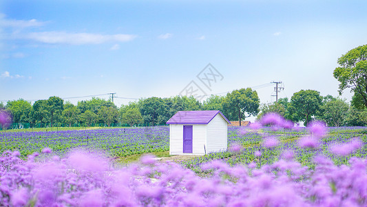 紫色薰衣草花海薰衣草花田里的小木屋背景