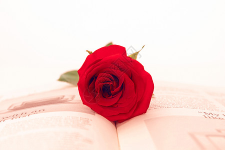 玫瑰花与书本图片