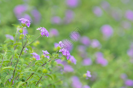 夏天的小野花 背景图片