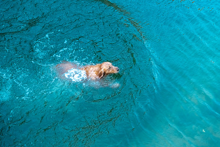 宠物狗狗金毛犬户外游泳背景图片
