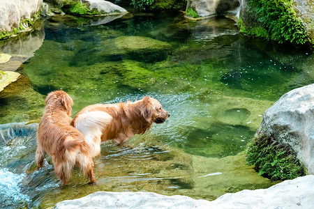 游池宠物狗狗金毛犬户外戏水背景