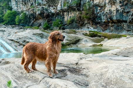 宠物狗狗金毛犬户外遛狗背景图片