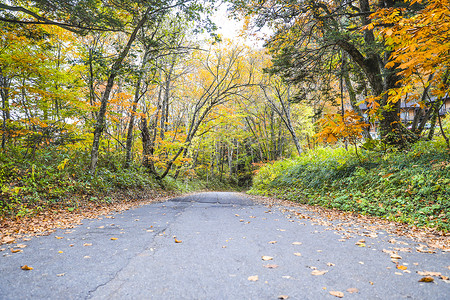 自然保护区道路的秋天风景道路背景图片