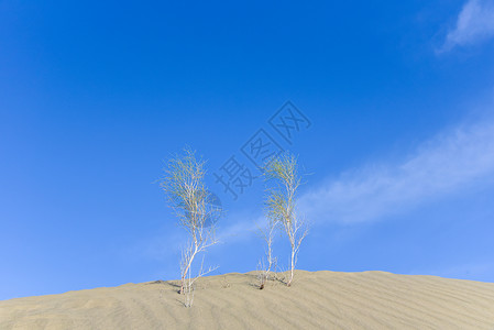 新疆塔克拉玛干大沙漠背景图片