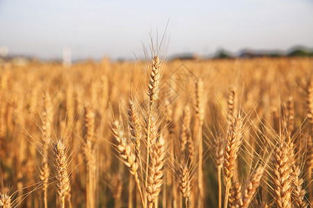 麦田农作物小麦科高清图片