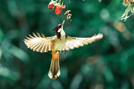 红尾慧星蜂鸟红耳鹎捕食背景